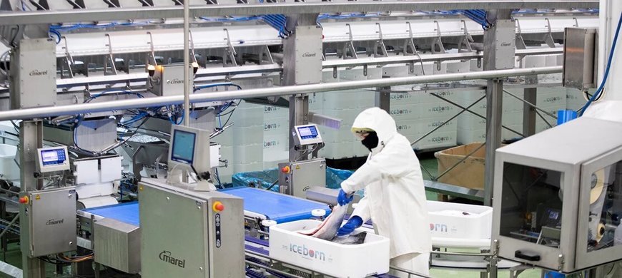 High-tech salmon processing at Búlandstindur